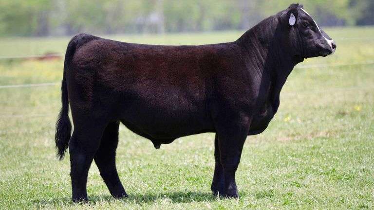 SULLIVAN TAG 414 STEER