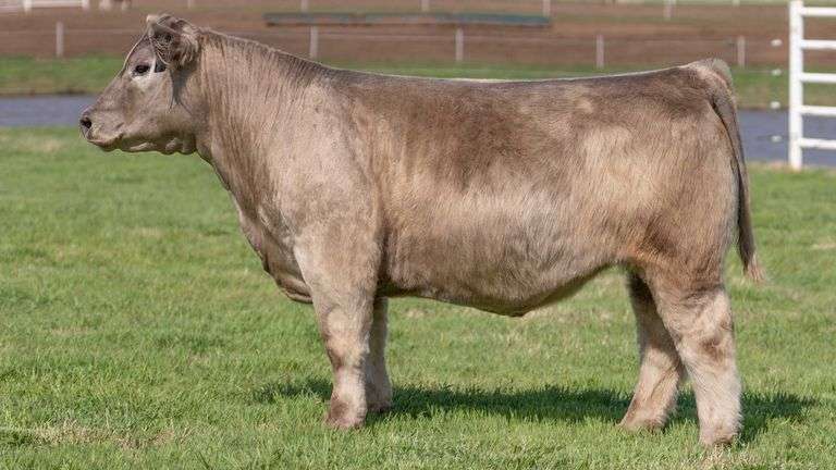 BONHAM TAG 26 STEER