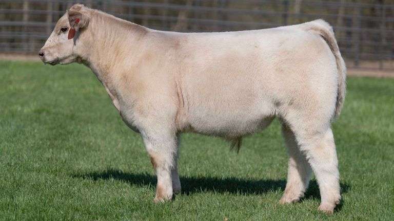 MILLER TAG 238 BULL/STEER