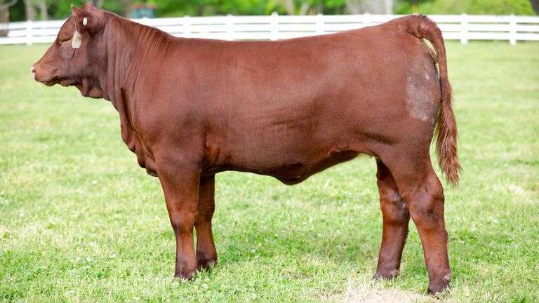 SULLIVAN TAG 012 HEIFER