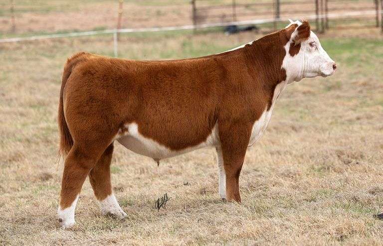 WCOC TAG 370 STEER