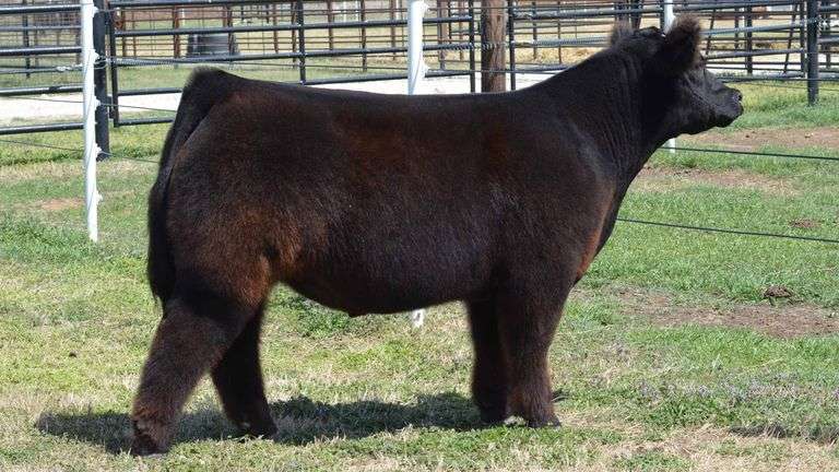 WELSHANS TAG 1524 STEER
