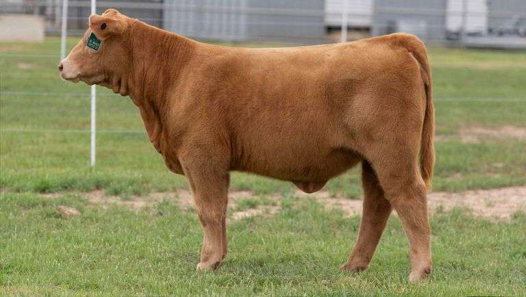 TAG 18 HEIFER