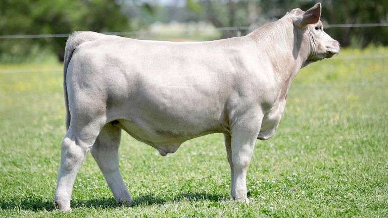 SULLIVAN TAG 291 STEER