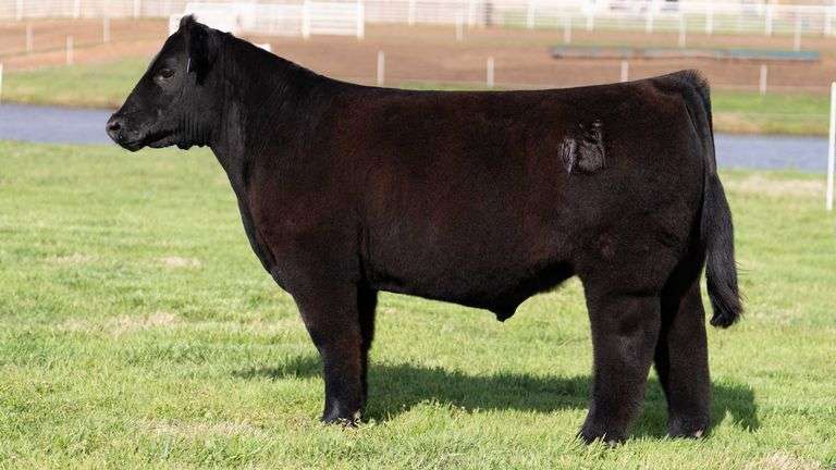 BONHAM TAG 25 STEER