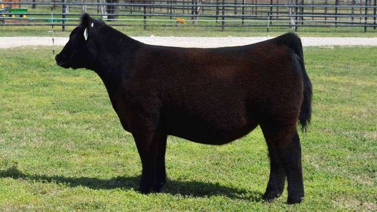 WELSHANS TAG 1511 HEIFER