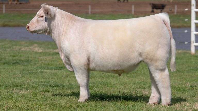 BONHAM TAG 20 STEER