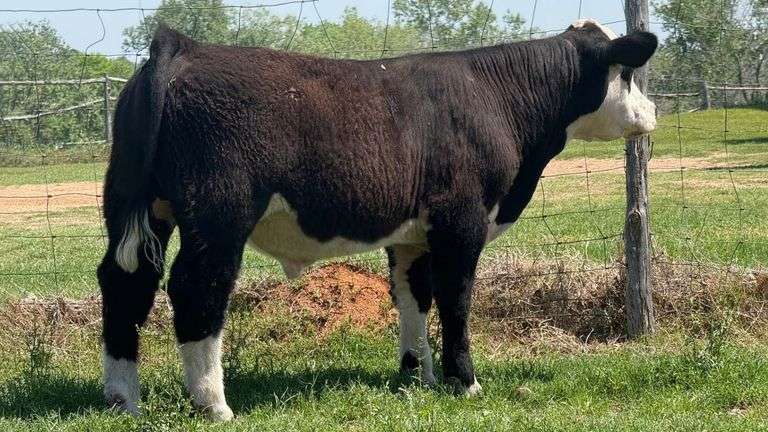 XY&Z TAG PANDA BULL/STEER