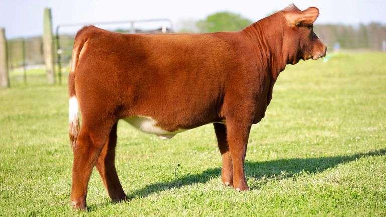 SULLIVAN TAG 979 HEIFER