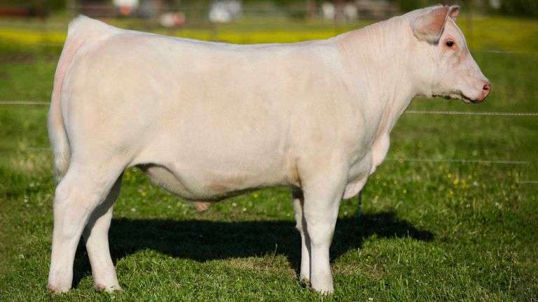 SULLIVAN TAG 901 STEER