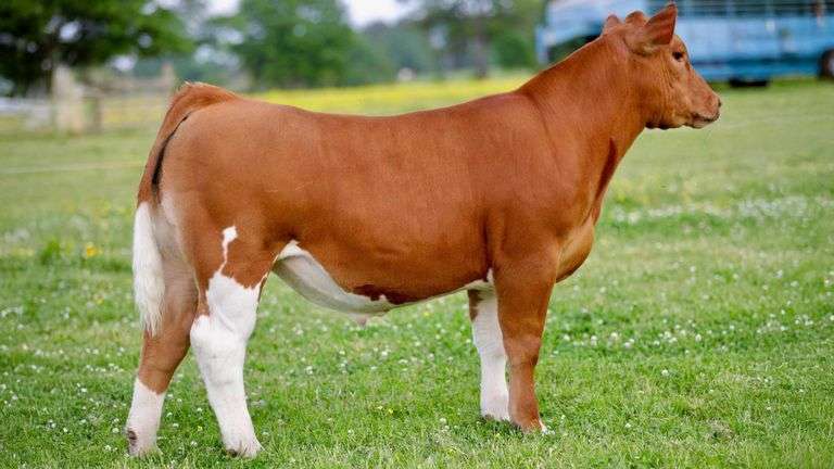 SULLIVAN TAG 425 STEER