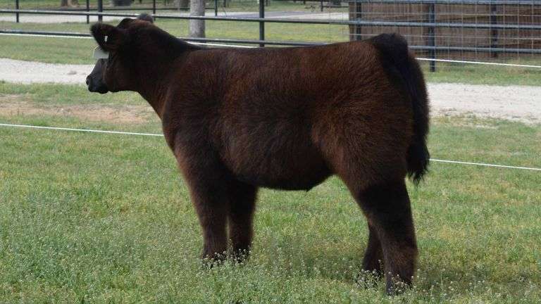 WELSHANS TAG 1526 STEER