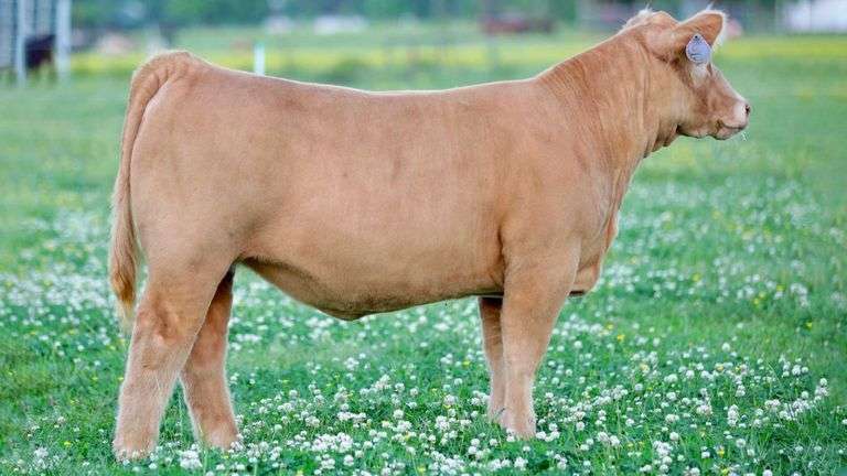 SULLIVAN TAG 727 HEIFER