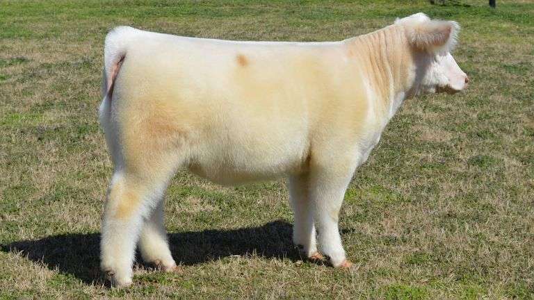 WELSHANS TAG 1493 HEIFER