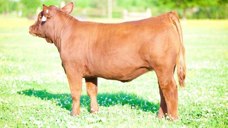 SULLIVAN TAG 011 HEIFER