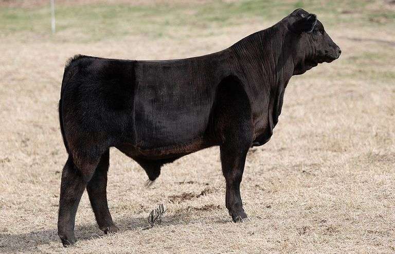 WCOC TAG 349 BULL/STEER
