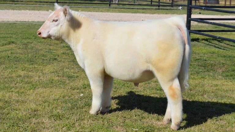 WELSHANS TAG 1514 STEER