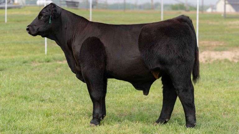 TAG 17 STEER