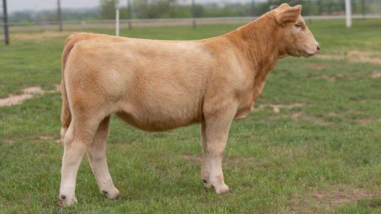 TAG 24 HEIFER