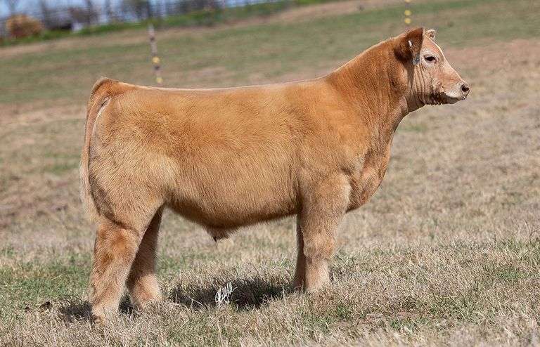 WCOC TAG 397 BULL/STEER