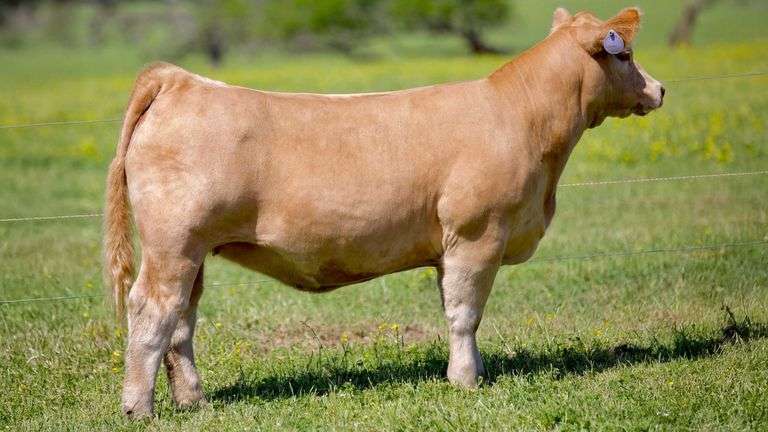 SULLIVAN TAG 608 HEIFER