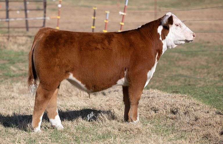 WCOC TAG 352 STEER