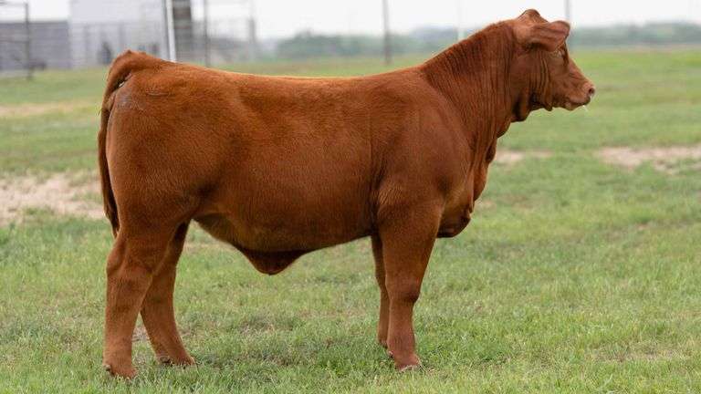 TAG 2 HEIFER