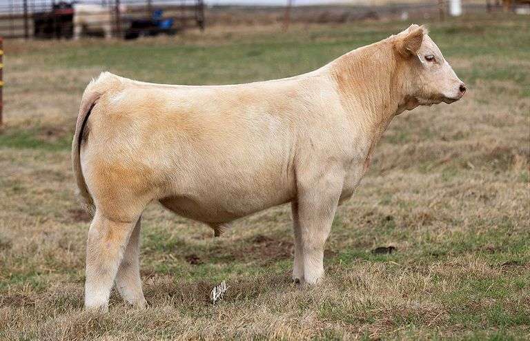 WCOC TAG 295 STEER