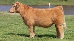 BONHAM TAG 28 STEER