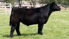 BONHAM TAG 29 STEER