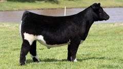 BONHAM TAG 22 STEER