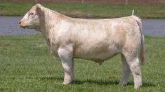 BONHAM TAG 30 STEER