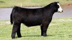 BONHAM TAG 19 STEER
