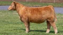BONHAM TAG 18 STEER