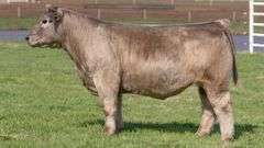 BONHAM TAG 26 STEER