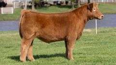 BONHAM TAG 21 STEER