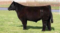BONHAM TAG 25 STEER