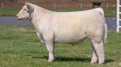 BONHAM TAG 20 STEER