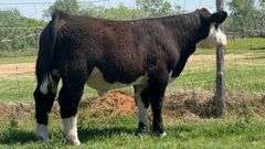 XY&Z TAG PANDA BULL/STEER
