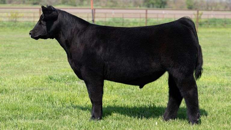WEBSTER TAG 46 STEER