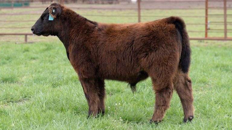 SHIREMAN TAG HF44 BULL/STEER