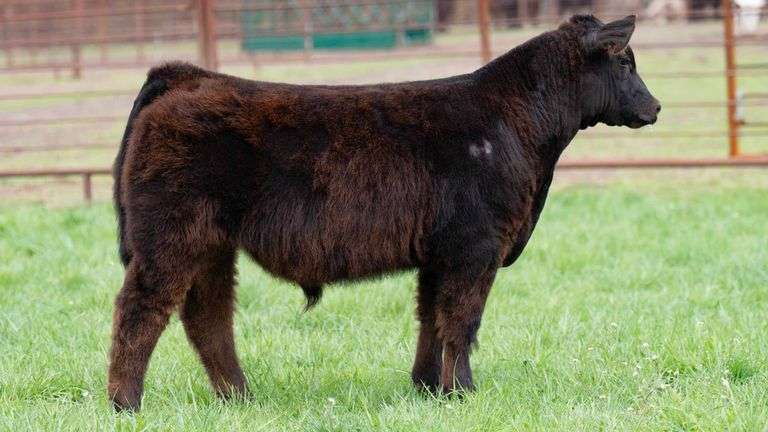 SHIREMAN TAG 57J BULL/STEER