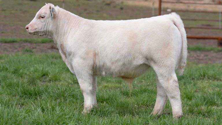 SHIREMAN TAG GYPSY4 BULL/STEER