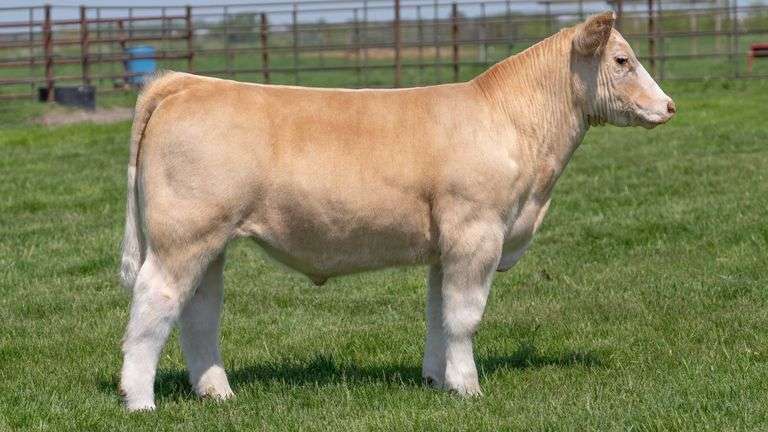 WEBSTER TAG 33 STEER