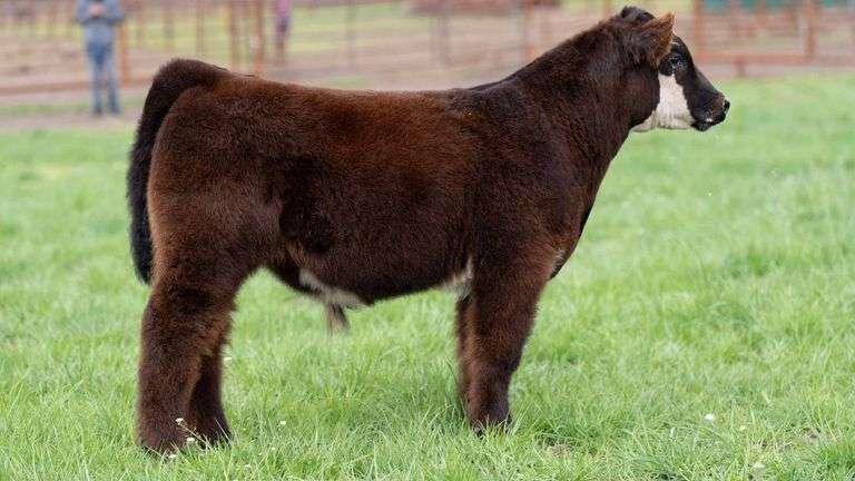 SHIREMAN TAG J2PG BULL/STEER