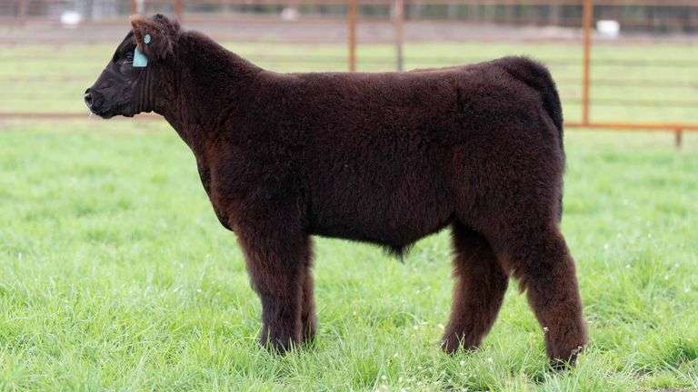 SHIREMAN TAG 27J BULL/STEER