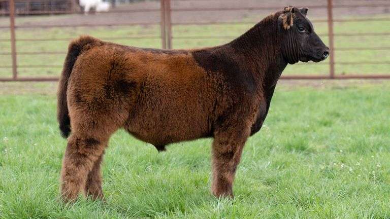 SHIREMAN TAG H45 BULL/STEER