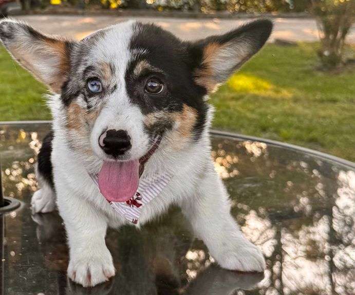 SULLIVAN CORGI C