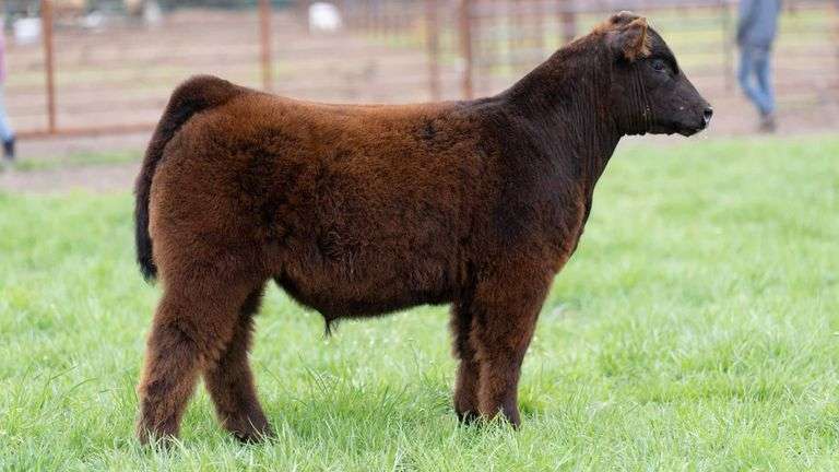 SHIREMAN TAG E17 BULL/STEER
