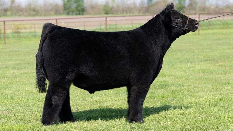 WEBSTER TAG 32 STEER